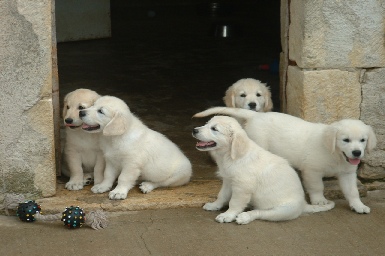 Golden Retriever - Puppies